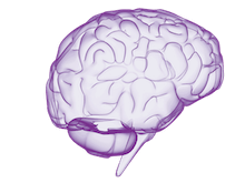 purple brain